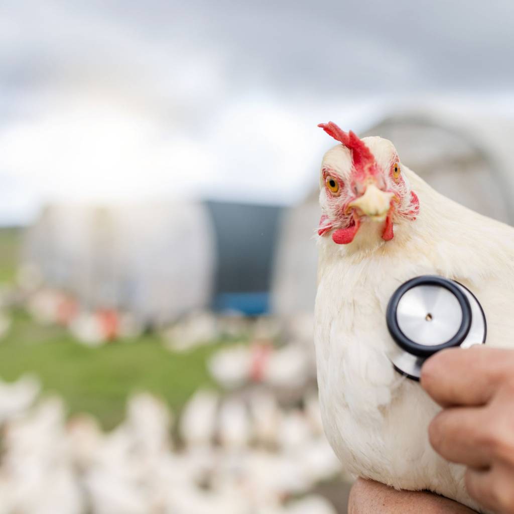 Leo groups - Leading Poultry Solution in Sri Lanka 12