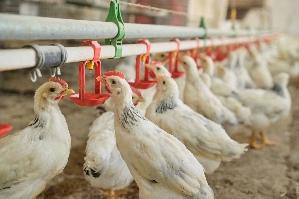 Leo groups - Leading Poultry Solution in Sri Lanka 9